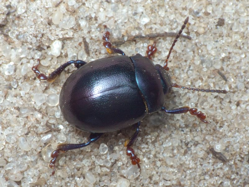 Chrysolina sturmi (Westhoff, 1882)
